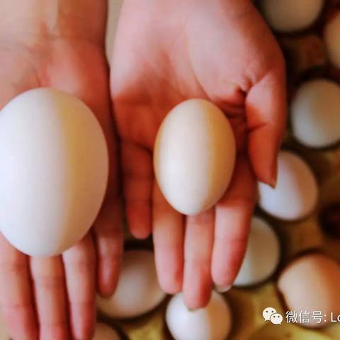 石家庄市哪里鹅蛋好卖的长尾关键词有什么