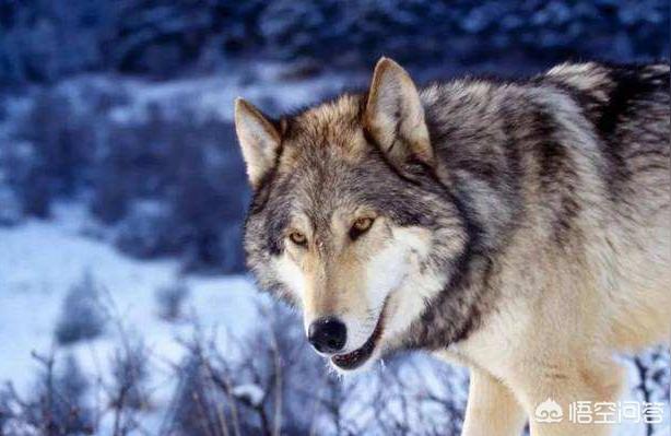 宗教研究期刊Cssci期刊有哪些