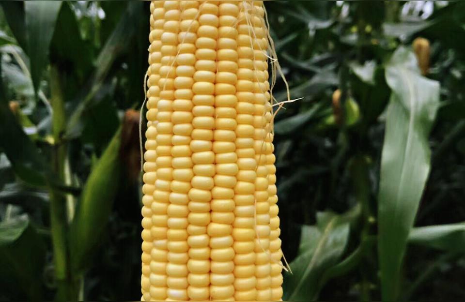 玉米是凉性还是热性