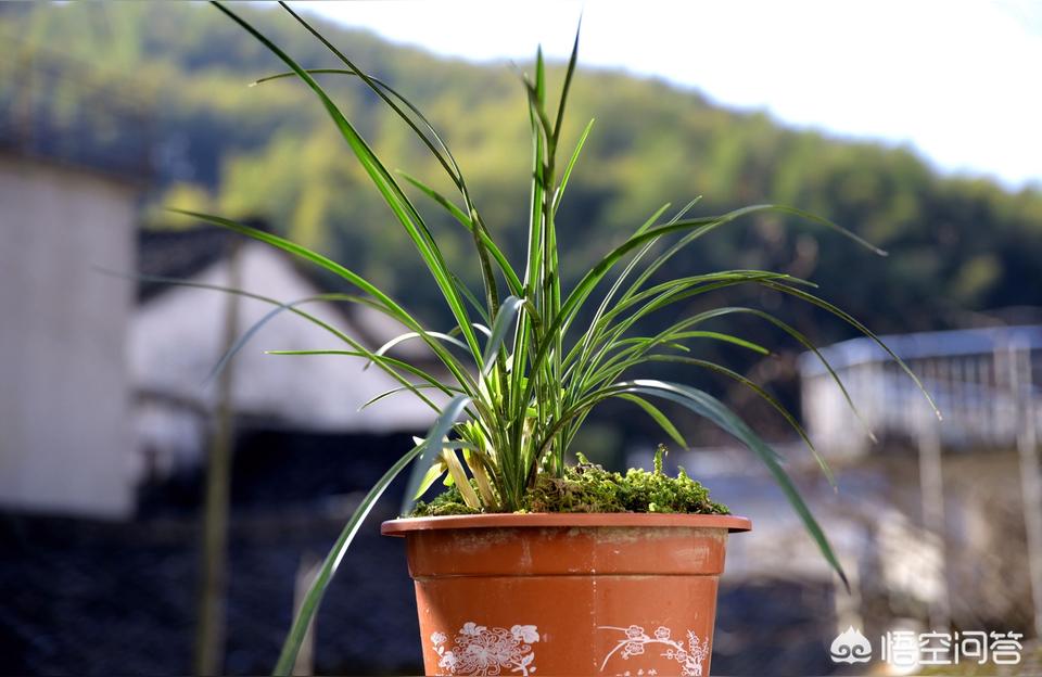 蘭花一年開幾次花?每年幾月開花?