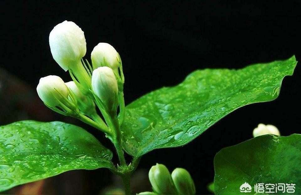 盆栽茉莉什么时候修剪,九月的茉莉花开花怎样修剪?"