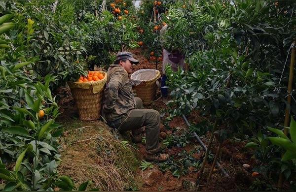 沃柑的功效与作用