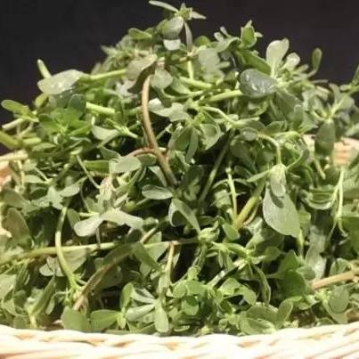 保定市哪里有蒜