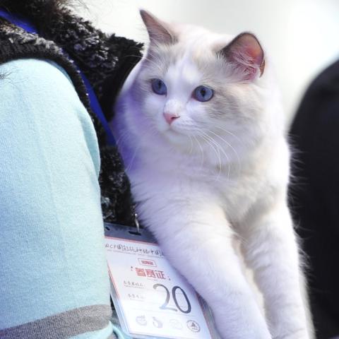 沈阳市哪个公园猫最多