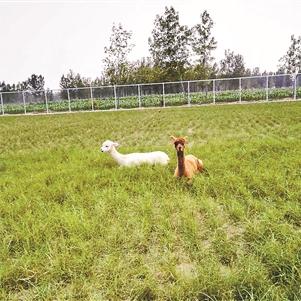 河南野生动物园有哪些？