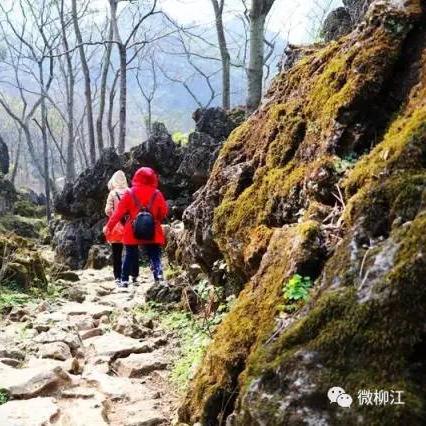 百朋镇鱼龙村行政区域面积？