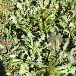 沈阳市野菜怎么认