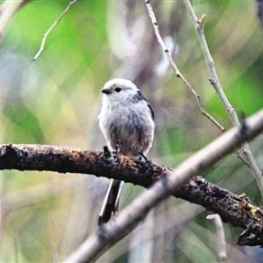 喜鹊 长沙相关长尾关键词有哪些