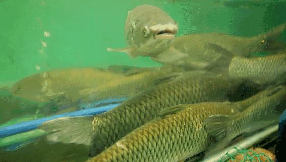 梦境解析,梦见鱼缸里鱼生新希望 梦境解析,梦见鱼缸里鱼生新希望