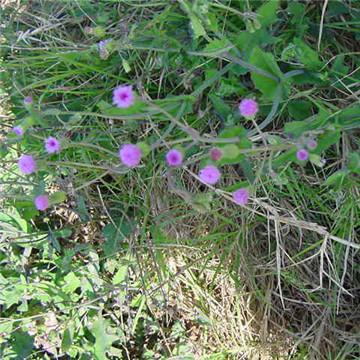 今日生肖女羊的运势(今日羊人女今日运气)