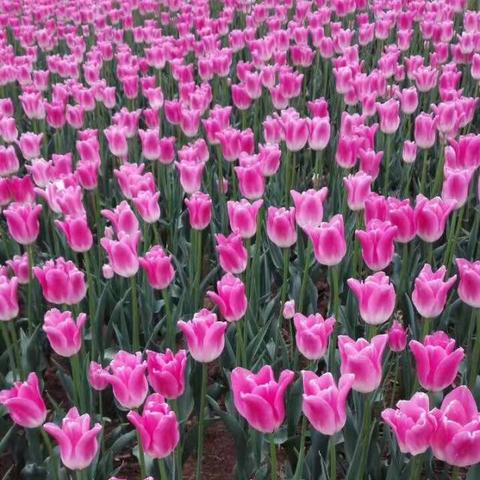 现在武汉植物园有什么花？