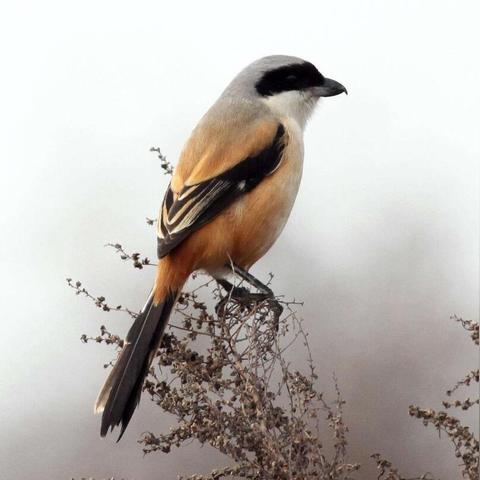 动物实验网站的长尾关键词有什么