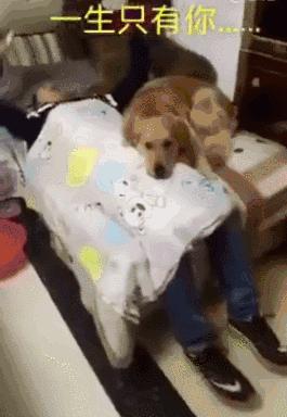 梦境解析，昨晚梦到一只狗被我打死——深层次的心理探索与寓意