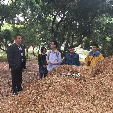 深圳那里有荔枝园？