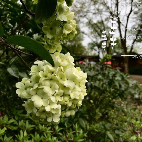 无锡市开的紫藤花在哪里