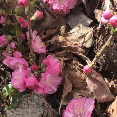 兰州市蔷薇餐厅在哪里