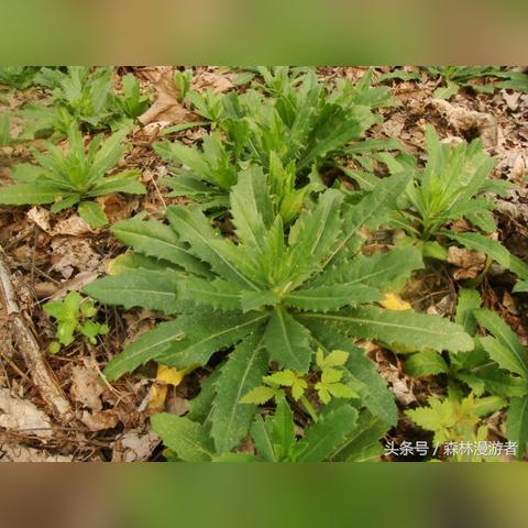 米芽跨境电商平台 相关的长尾关键词有什么