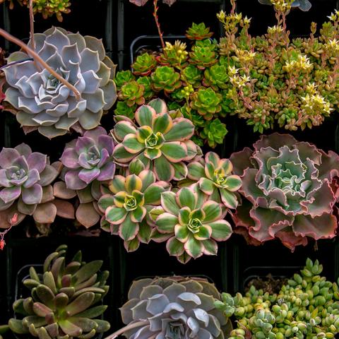 济南市花卉园在哪个区