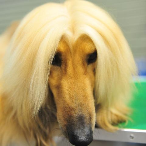 保定市雪纳瑞犬价格的长尾关键词有什么