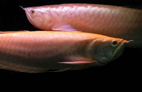 血红龙鱼价格及图片:粉白龙鱼要怎么养 大湖红龙鱼