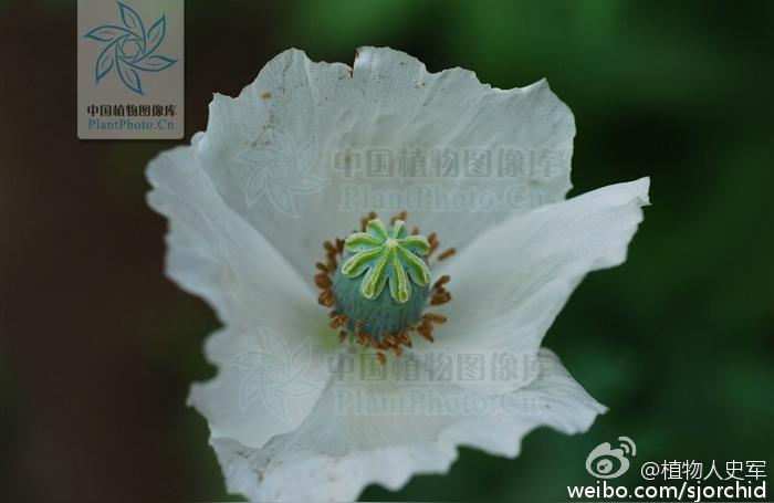 罂粟花的花语是什么意思,5种吓人的花?