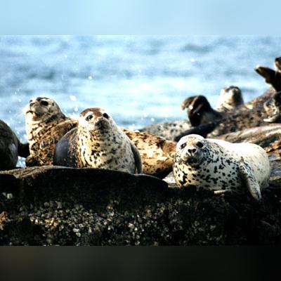 福建海豹的相关长尾关键词有哪些