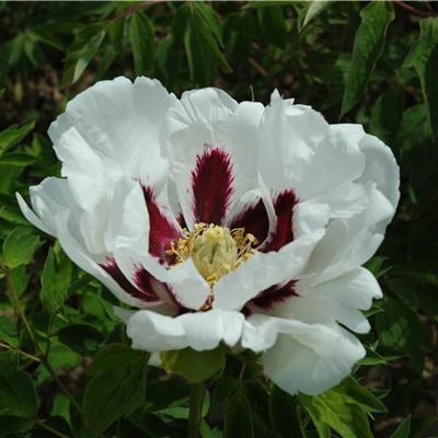 河南花园设计怎么样知乎