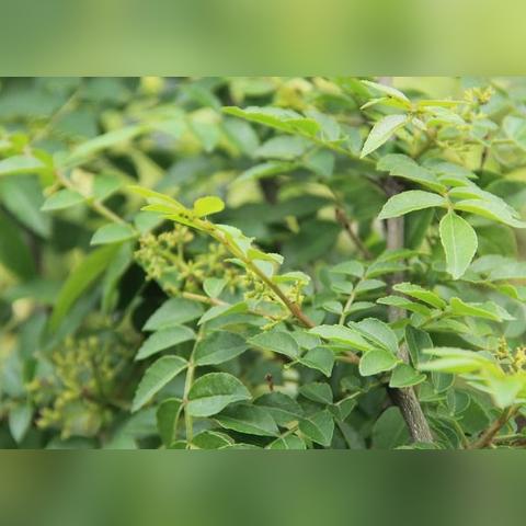 气候越来越热怎么办