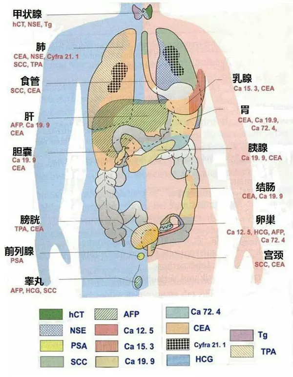 四物汤和什么煮好 四物汤四物膏哪个好