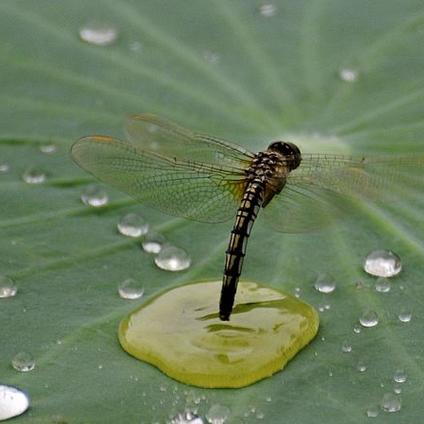 天德贵人查询(天德贵人查询表)