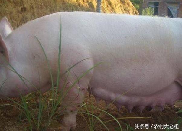 梦境中的隐喻，梦见西瓜皮般的蟒蛇追逐，未咬之兆的深层解析