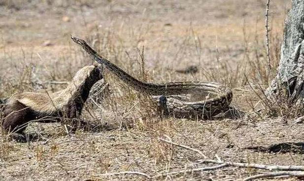 梦境解析,梦见被蛇咬,蛇牙齿无毒的深层含义 梦境解析,梦见被蛇咬,蛇牙齿无毒的深层含义