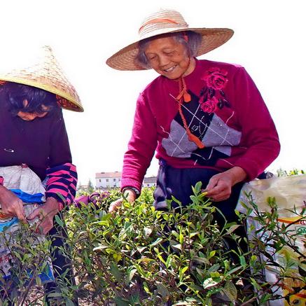 上海茶叶招商有哪些厂家