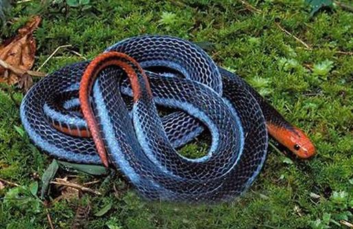 做梦梦到好多蛇而且还被咬,探索梦境背后的深层含义与心理解析 做梦梦到好多蛇而且还被咬,探索梦境背后的深层含义与心理解析