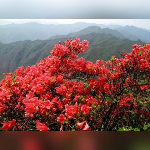 桂林市常见的花卉有哪些