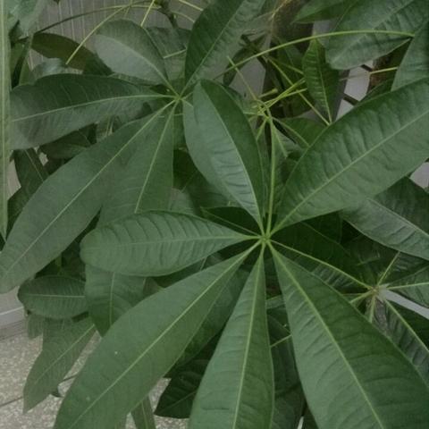 如何让发财树叶子变绿色呢图片视频