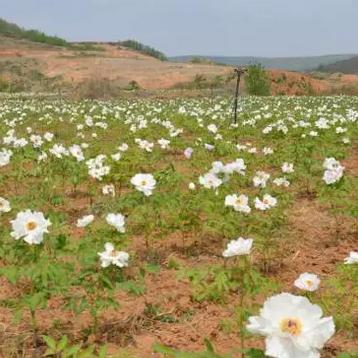 菏泽市打沙机设备的长尾关键词有什么
