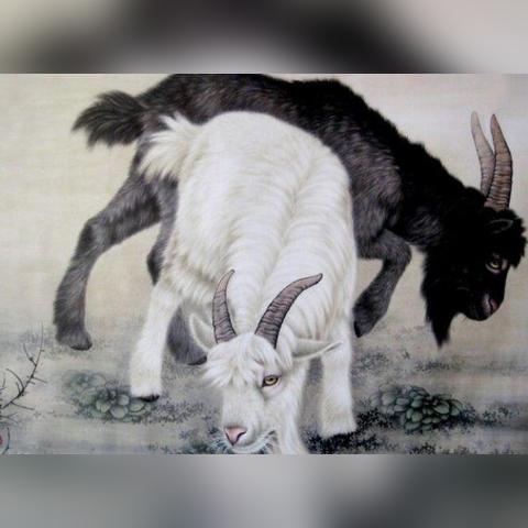 生肖鸡以前运势如何(生肖鸡近三年运势)