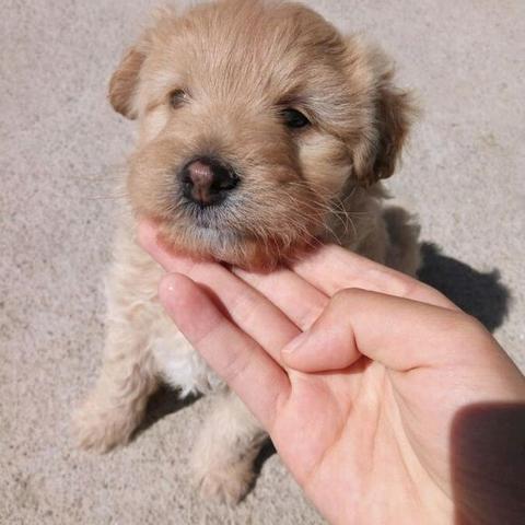 巨型泰迪有多大.巨型泰迪最大能长多大？