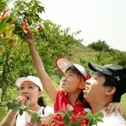 菏泽市哪里有草莓基地卖