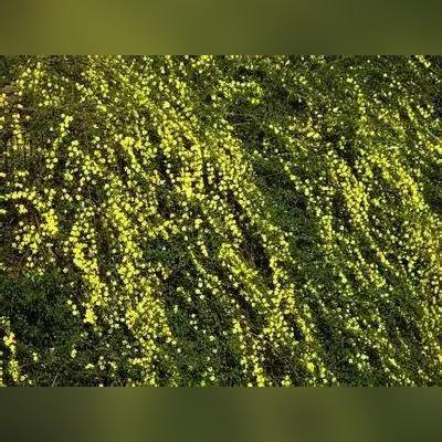 哈尔滨花卉小镇在哪相关长尾关键词有哪些