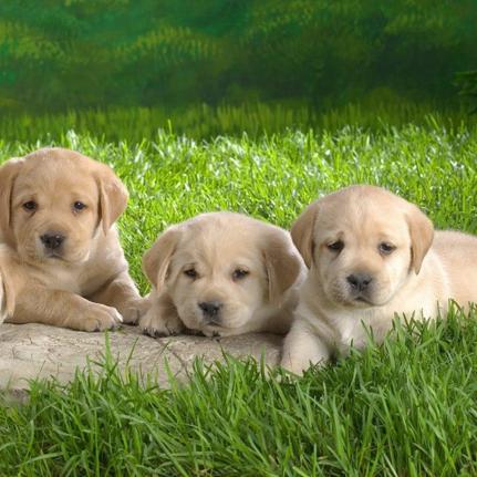 17年的生肖运势(2017年出生今年运势)