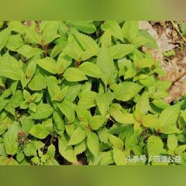 广东佛山市消炎利胆片的长尾关键词有哪些