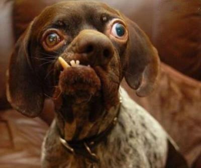 梦境解析，做梦梦到养小狗的深层含义与心理解读