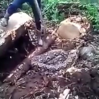 福建蟒蛇窝的相关长尾关键词有哪些