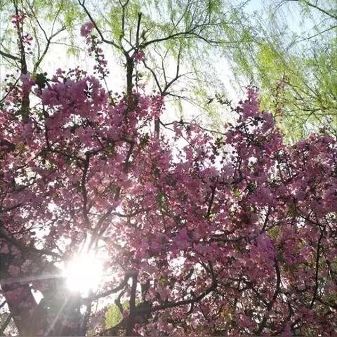 霓裳花的收集与运用——打造你的梦幻花园