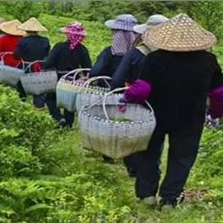 福建宁德银针口感怎么样