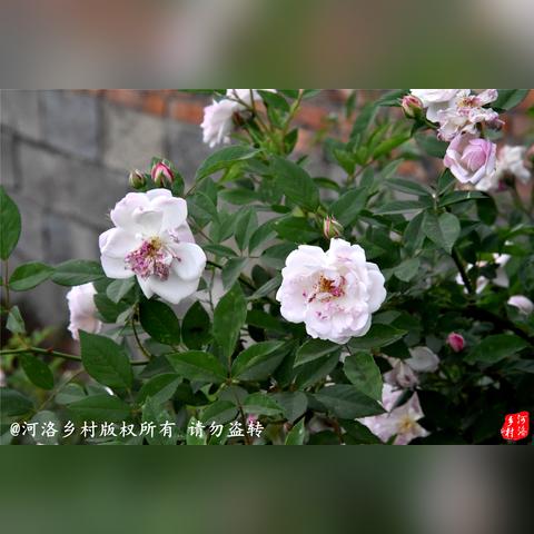 河南市花是哪个人