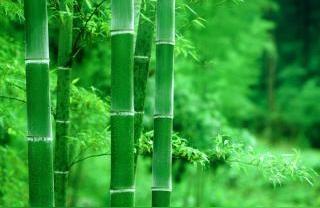 竹子属于哪一类植物