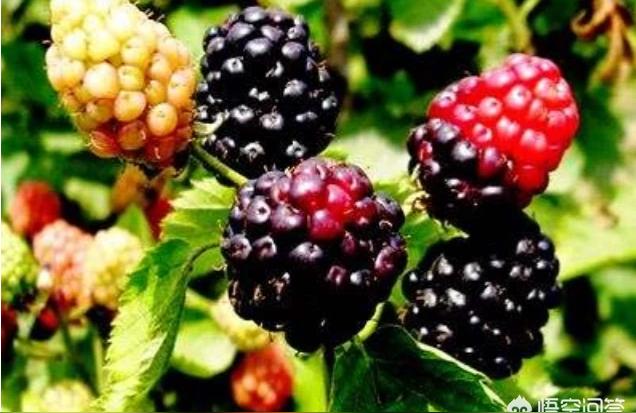 黑莓是什么季节的水果